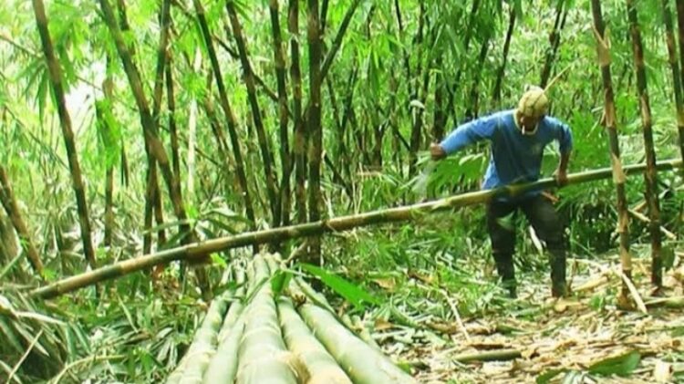 Marindo Serukan Penanaman Bambu di Pringsewu 