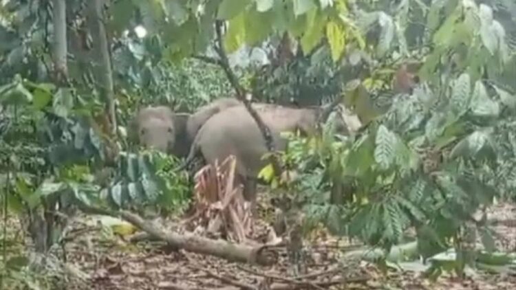 Kebun Kopi Warga Lampung Barat Dirusak Kawanan Gajah