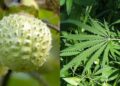 Kecubung dan Ganja: Obat Penenang yang Berbeda Nasib Hukum