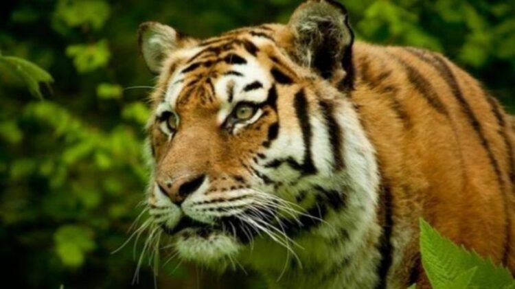 Teror Harimau Kembali Menghantui Lampung Barat, Petani Tewas Mengenaskan
