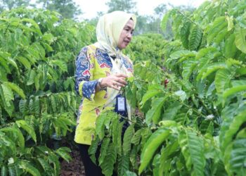 Dinas Perkebunan Lampung Kembangkan Sistem Pagar, Produksi Kopi Diproyeksi Naik 2 Kali Lipat