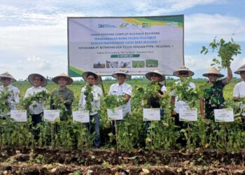 Pertama di Sumatera Utara, Panen Edamame Tembus Pendapatan Rp300 Juta per Hektare 