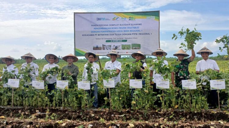 Pertama di Sumatera Utara, Panen Edamame Tembus Pendapatan Rp300 Juta per Hektare 