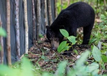 Beruang Hitam Terlihat Lagi di TPS Lampung Barat, Warga Diimbau Waspada