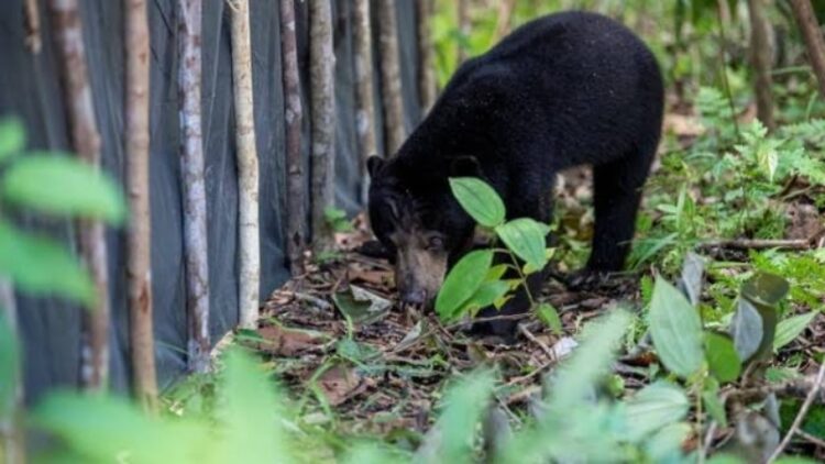 Beruang Hitam Terlihat Lagi di TPS Lampung Barat, Warga Diimbau Waspada