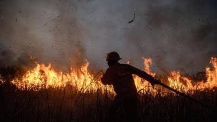 Kebakaran Hebat Ancam Keanekaragaman Hayati Way Kambas, Hanguskan 350 Hektare Lahan 