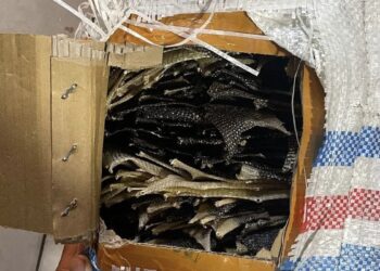 KSKP Bakauheni Gagalkan Penyelundupan 358 Kulit Satwa Langka