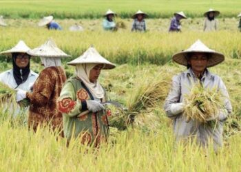 Pupuk Subsidi Jadi Kunci Sukses Swasembada Pangan di Lampung