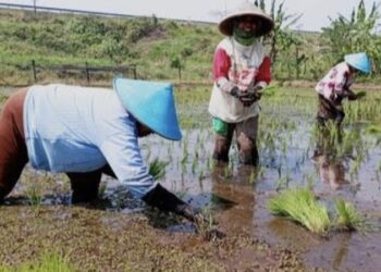 Alarm! Sejumlah Wilayah di Bandarlampung Terancam Krisis Pangan