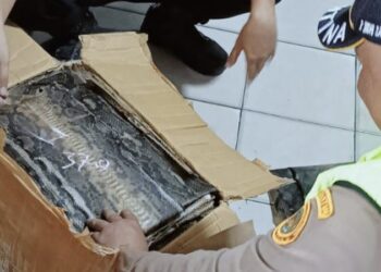 Bakauheni Jadi Titik Panas Perdagangan Kulit Satwa Ilegal