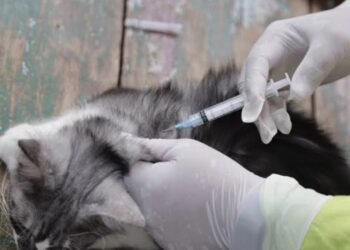 Tarif Rp10 Ribu, Lampung Gencarkan Vaksinasi Rabies untuk Hewan Peliharaan