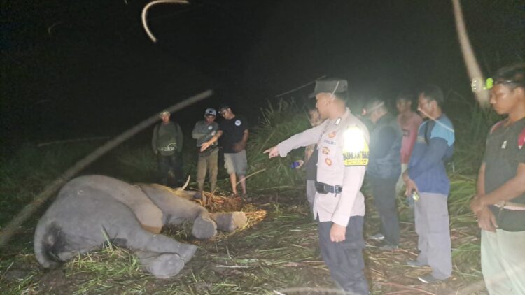 Tragis! Anak Gajah Way Kambas Mati dengan Perut Dipenuhi Cacing