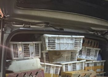 BKSDA dan Polisi Amankan 4355 Burung Ilegal di Tol Lampung 