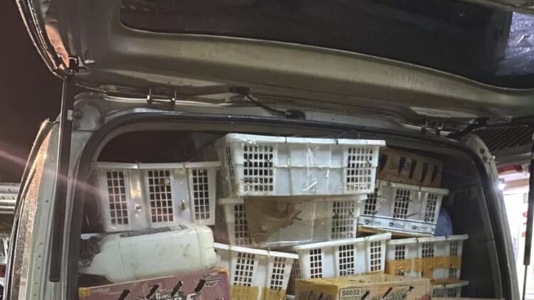 BKSDA dan Polisi Amankan 4355 Burung Ilegal di Tol Lampung 