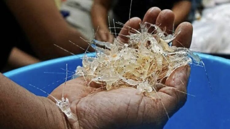 KKP Amankan 52 Ribu BBL Ilegal di Lampung, Kerugian Rp7,8 Miliar Berhasil Dicegah