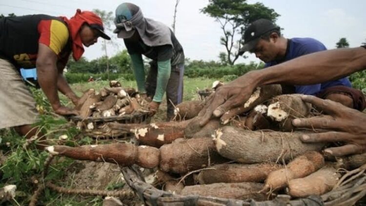 Harga Singkong Lampung Resmi Rp1400, Pj Gubernur Larang Impor