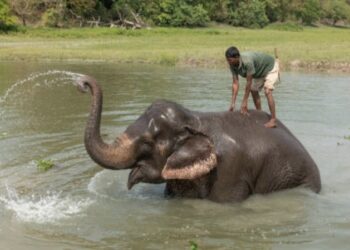 3 Pawang Gajah dari Pesisir Barat Turun Tangan Atasi Konflik Satwa di Tanggamus