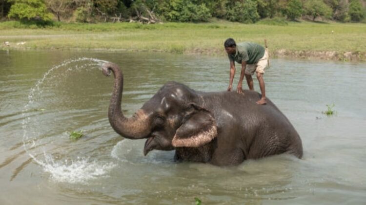 3 Pawang Gajah dari Pesisir Barat Turun Tangan Atasi Konflik Satwa di Tanggamus