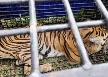 Ekosistem TNBBS Terancam, Konflik Harimau-Manusia Tak Terhindarkan