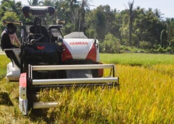 Kurangi Kerugian Panen, Petani Pringsewu Beralih ke Combine Harvester