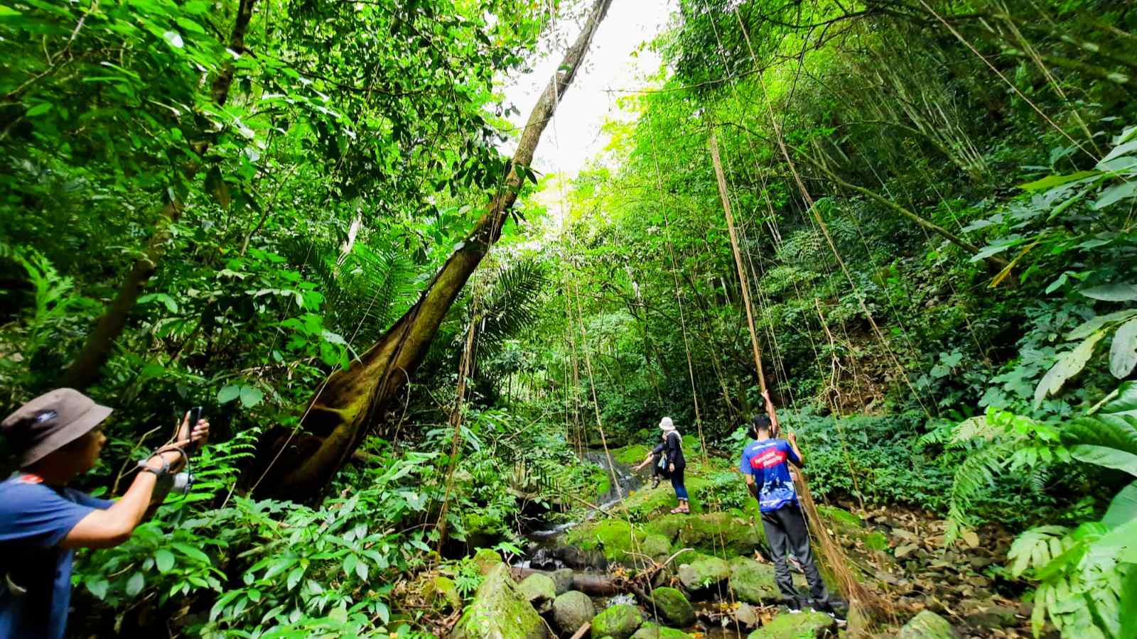 Tahura Wan Abdul Rahman, Surga Ekowisata Lampung yang Menanti Dijelajahi