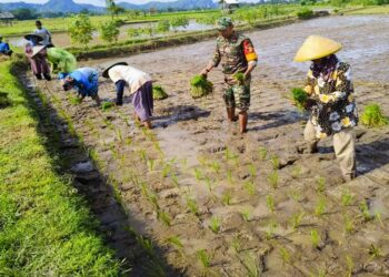 Luas Tambah Tanam Padi Lampung Naik Drastis, Lahan Rawa Jadi Andalan