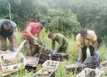 Dibawa dalam Keranjang Buah, 982 Burung Ilegal Disita di Pelabuhan Bakauheni