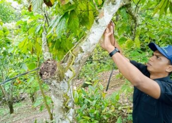 Good Agricultural Practices, Kunci Sukses Kakao Pesawaran