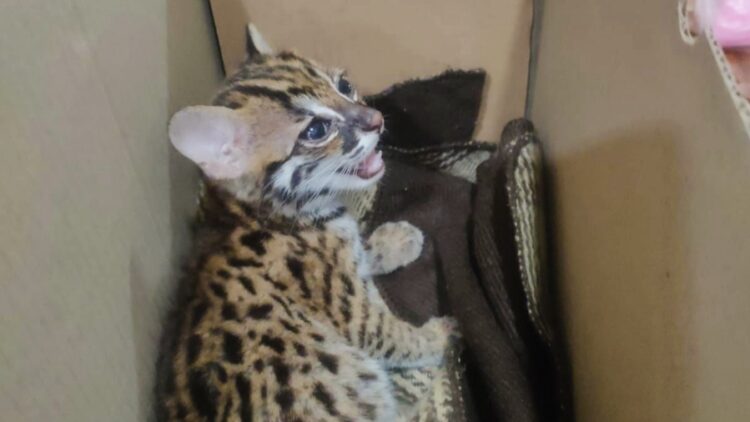 Karantina Lampung Amankan Kucing Hutan Tanpa Dokumen di Pelabuhan Bakauheni