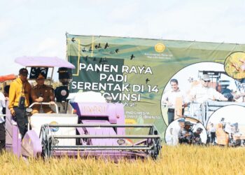 Harga Gabah Oke, Irigasi dan Penyerapan Jadi PR di Panen Raya Lampung