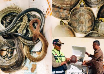 Ular King Cobra Cs Gagal Lolos di Bakauheni