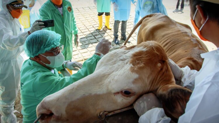 Lampung Jadi Titik Awal Barantin Dukung Indonesia Bebas PMK 2035