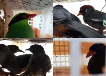 Barantin-Flight Sikat Penyelundupan Ratusan Burung Dilindungi di Bakauheni
