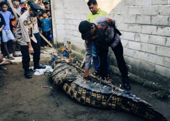 Usai Tewaskan Lansia 80 Tahun, Buaya 4,5 Meter di Sungai Semaka Tanggamus Ditangkap