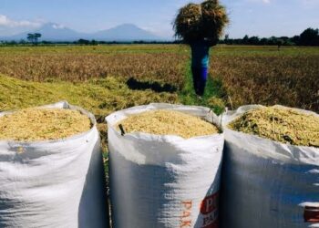 Produksi Lampung Utara Melimpah, Penjualan Gabah ke Luar Daerah Dibatasi