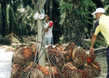 Dongkrak Produktivitas, Petani Sawit Mesuji Diguyur Bantuan Rp60 Juta per Hektare