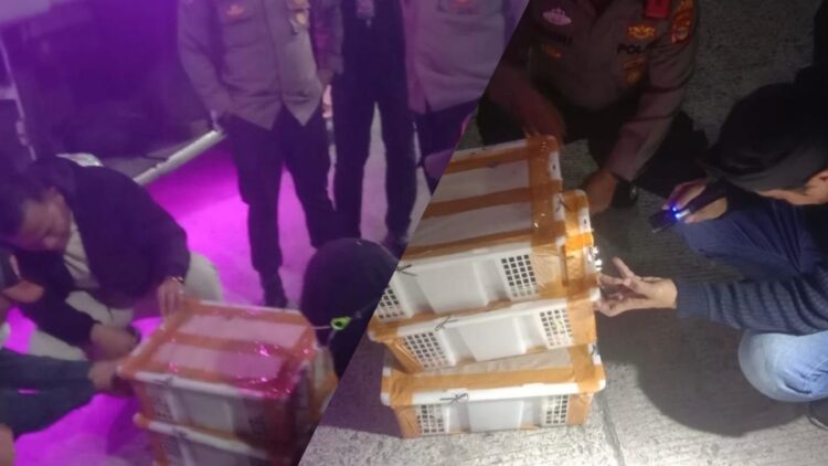Disimpan di Bagasi Bus, Penyelundupan 120 Burung Liar Terbongkar di Bakauheni