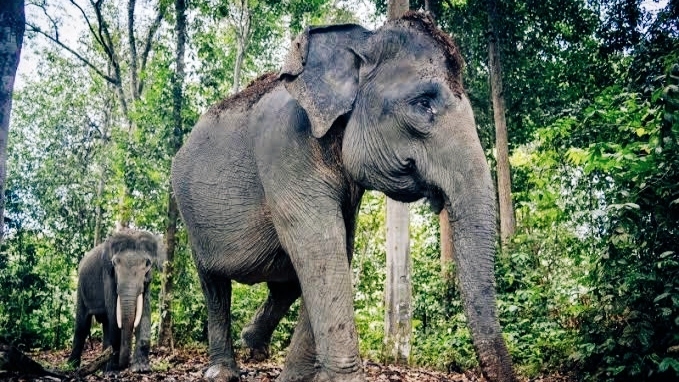 Diseruduk Gajah Saat akan Memancing, Warga Lampung Timur Kritis