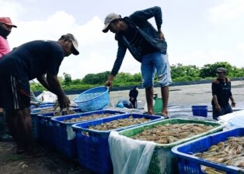 Lumbung Udang Nasional Ini Sukses Jadi Wilayah Paling Tajir se-Lampung