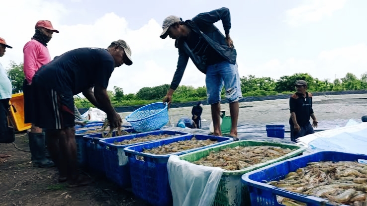 Lumbung Udang Nasional Ini Sukses Jadi Wilayah Paling Tajir se-Lampung