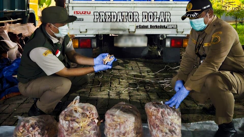 Lagi, Penyelundupan Ceker Ayam Senilai Ratusan Juta Digagalkan di Lampung