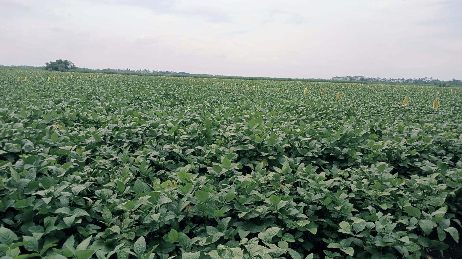 Edamame dan Okra: Primadona Jepang