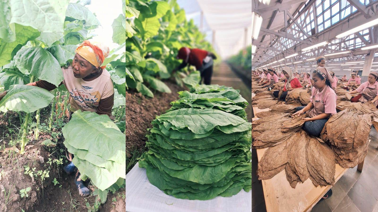 Tembakau Jember: Napas Ekonomi Nusantara