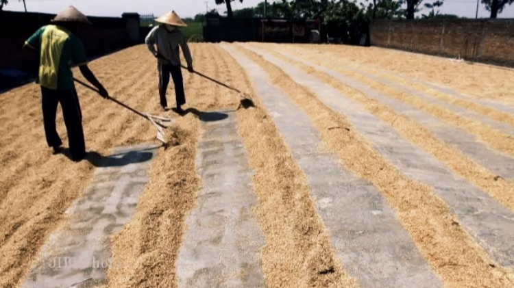 Jaga Perut Warga dan Dompet Petani, Aliran Gabah Keluar Lampung Disetop