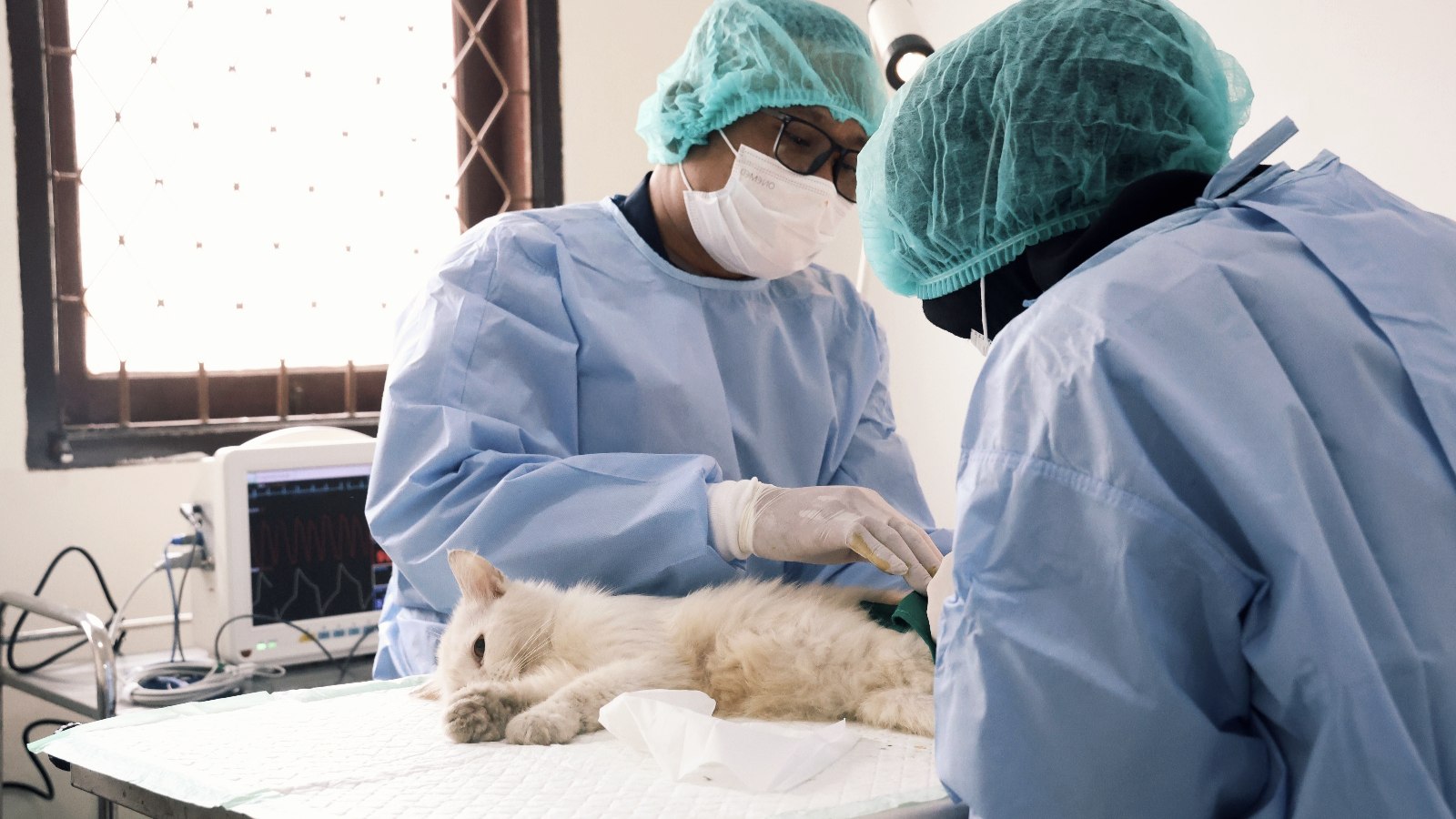 Hampir Rampung, Pembangunan RS Hewan Rujukan Lampung Masih Butuh Suntikan Dana