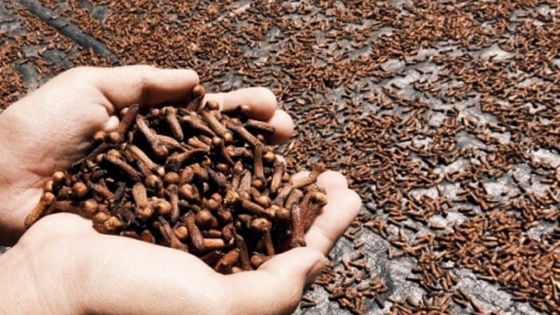 Satu Perkebunan di Lampung Jadi Sumber Paparan Cesium-137, Pemerintah Buru Asal Kontaminasi