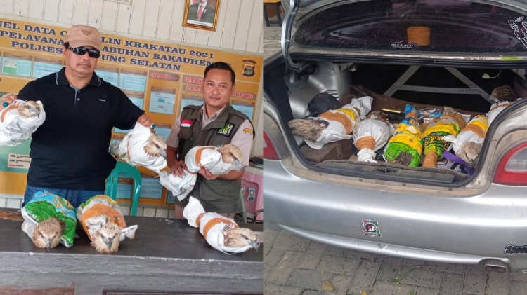 Petugas Gabungan Gagalkan Penyelundupan 6 Elang Brontok di Bakauheni