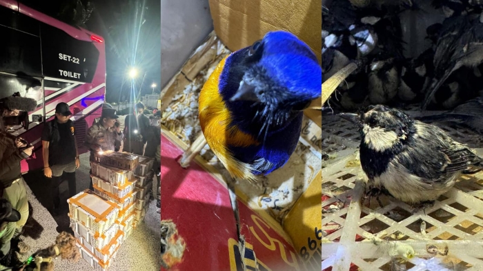 Cegat Bus Penumpang, Karantina Lampung Temukan 467 Ekor Burung dalam Boks