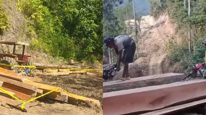 WALHI Desak Polda Lampung Buru Aktor Utama Pembalakan Liar Pesisir Barat