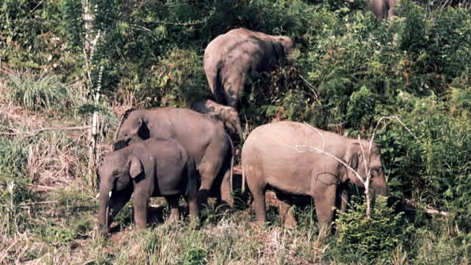 Cegah Korban Baru, Ini 3 Solusi Mendesak Muhammadiyah Lamtim Atasi Konflik Gajah TNWK